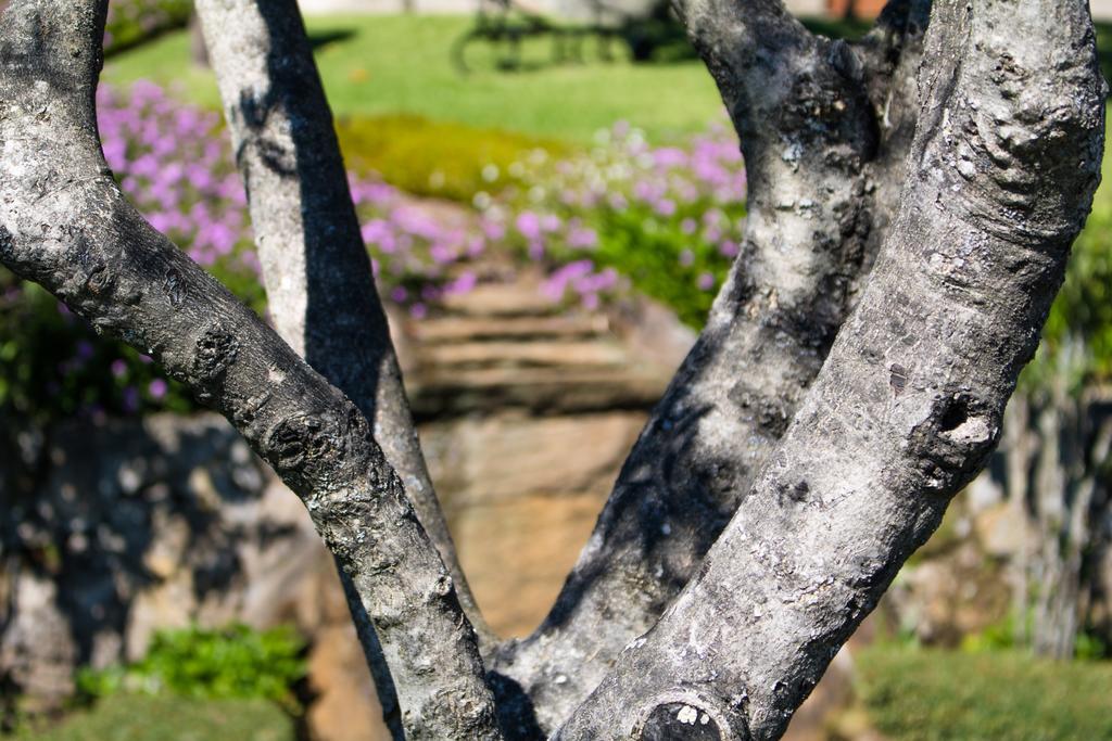 Quinta Da Eira Do Sol Villa Guimarães Exteriör bild